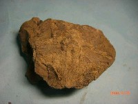 藏品(魚骨)的圖片